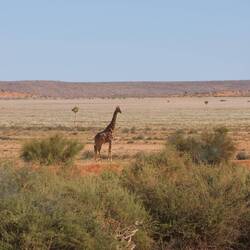 Heute eher die dunklere Variante 🦒