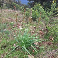 Markanter Affodill, typisch für den Mittelmeerraum