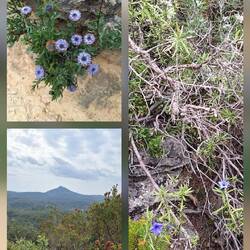 Vegetation, meistens blaue Blüten