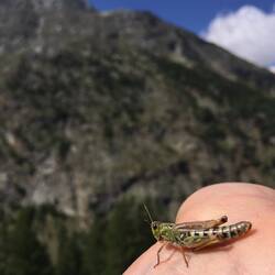 Unsere ständigen Begleiter