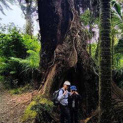 Ein sehr alter Kauri Baum