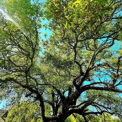 Wunderschöne Oak-Tree