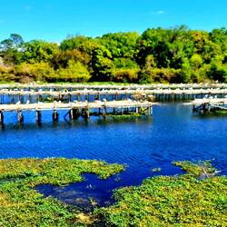 Bird City with Tons of Egrets