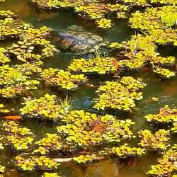 Wer kann schon im eigenen Essen herumschwimmen