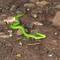 Green snake