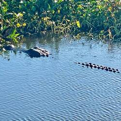 Big Alligator
