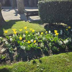 More flowers in Lugo than two weeks ago.