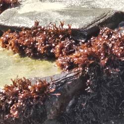 Seaweed clinging to the rocks.