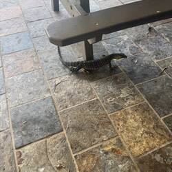 Weitere tierische Besucher