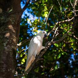 Schreihälse in Rainbow Beach