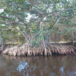 Ziemlich selten und deswegen in Büchern und Dokumentationen zu sehen, eine einzelne Mangrove.