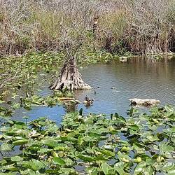 Geht los mit Schildkröten.