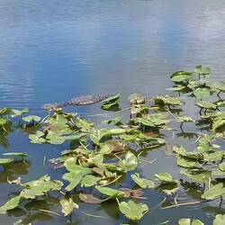 Hier auch beobachtet von einem Vogel.