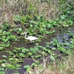 Da sucht gerade einer im Buffett.