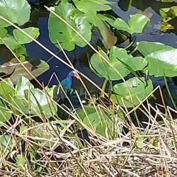 Schön blau und läuft auf Blätter.