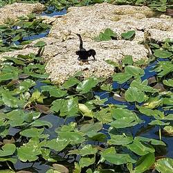 Da ist wieder der Flügeltrockner.