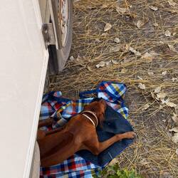 Quappo macht die Hitze zu schaffen 🥵