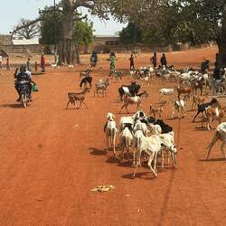 Riesige Tierherden gibt es hier.