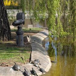 Even the turtles were enjoying the aun