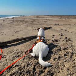 Auch ein schöner Rücken...