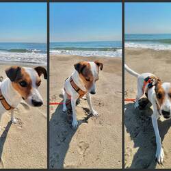 Sitz und Bleib... <2sek 🫩