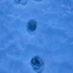 Interessante Spuren - wer auch immer das war