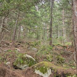 Bankso forrest