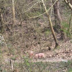 Pigs in there way to Melnik