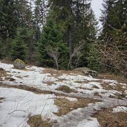 Pirin Mountains, Bankso forrest