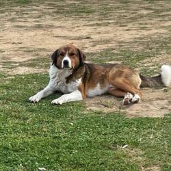 ..ein kleines Hunderudel lebt auch hier am Platz 🐶