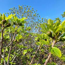 Die Feigen wachsen schon kräftig