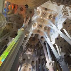 Another view of the tree trunks with stained glass light refracted on it.