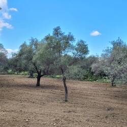 Olivenbäume for ever