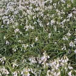Glöckchenlauch (Allium triquetrum) Blüten und Blatt essbar, wie Bärlauch