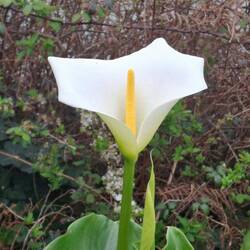 Calla
