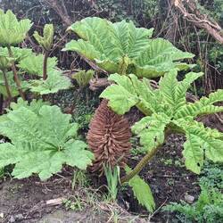 Chilenischer Riesenrhabarber (Mammutblatt), invasiv, bis 2m Durchmesser