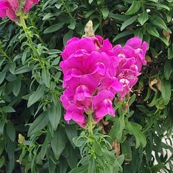 Hängende Löwenmäulchen