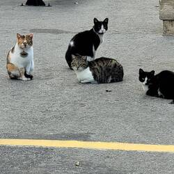 Die Stadt ist fest in Katzenpfote