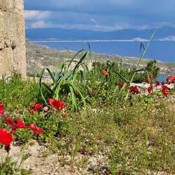 Mohnblumen zwischen den Steinen