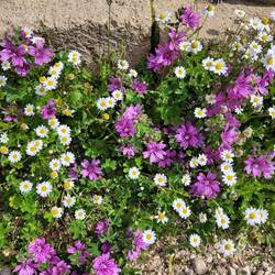 Frühlingsboten, Margeriten und Geranien