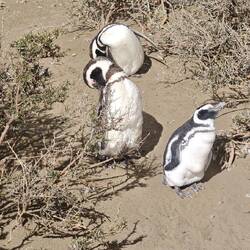 Hier leben hunderte Magellan-Pinguine