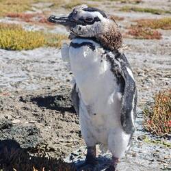 Magellan-Pinguin mit Pelzkragen 😉