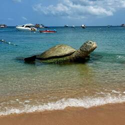 La célèbre tortue de Koh Tao 🥰❤️