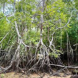La mangrove à marée basse