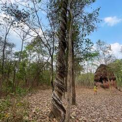 Love the tree hugging the other one