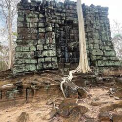 These white trees are fabulous