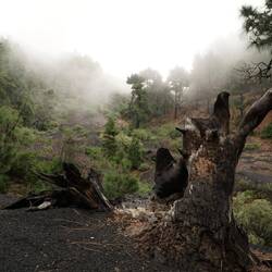 Sonne, Nebel und Regen in ständigem Wechsel