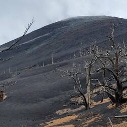 .... und die kanarischen Kiefern gelten als Pionierpflanzen auf Lavafeldern