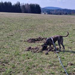 Hallo Maus, bist du zuhause?