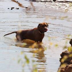 Unser Rhodesian Ridgeback in Afrika